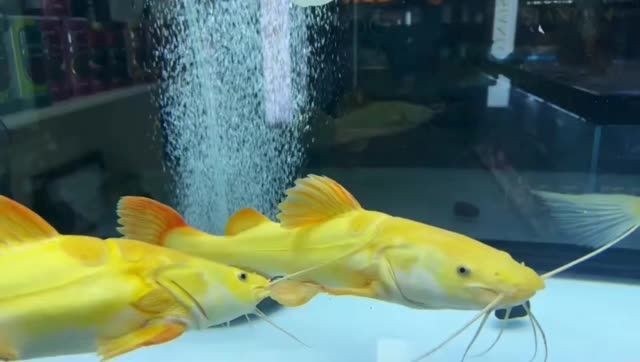 黃金貓魚能長(zhǎng)多大？魚塘尺寸1米：成年黃金貓魚,黃金貓魚能長(zhǎng)多大? 黃金貓魚能長(zhǎng)多大？魚塘尺寸1米：成年黃金貓魚,黃金貓魚能長(zhǎng)多大? 黃金貓魚