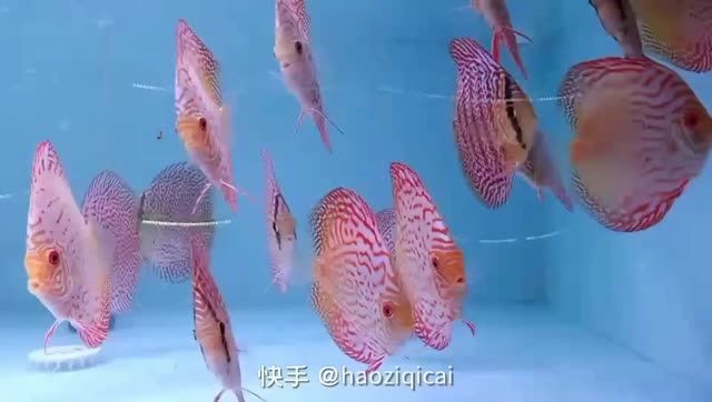 七彩神仙魚：七彩神仙魚怎么養(yǎng) 七彩神仙魚：七彩神仙魚怎么養(yǎng) 七彩神仙魚