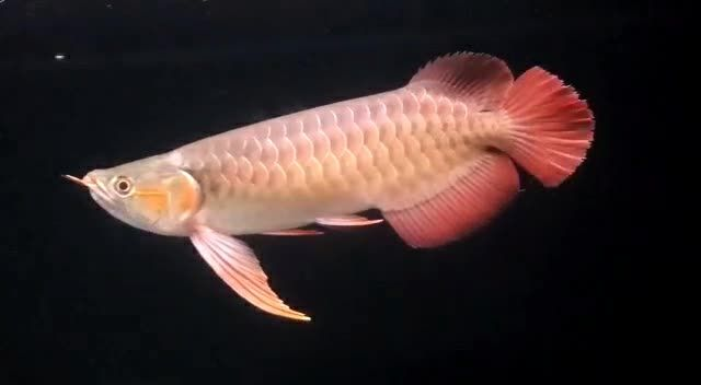 [2025]翹頭祥龍赫舞紅龍魚，翹頭祥龍赫舞紅龍魚，家居觀賞之佳品亦為風水擺件之首選，翹頭祥龍赫舞紅龍魚，家居風水與觀賞佳品，20250719翹頭祥龍赫舞紅龍魚，祥瑞家居風水觀賞雙