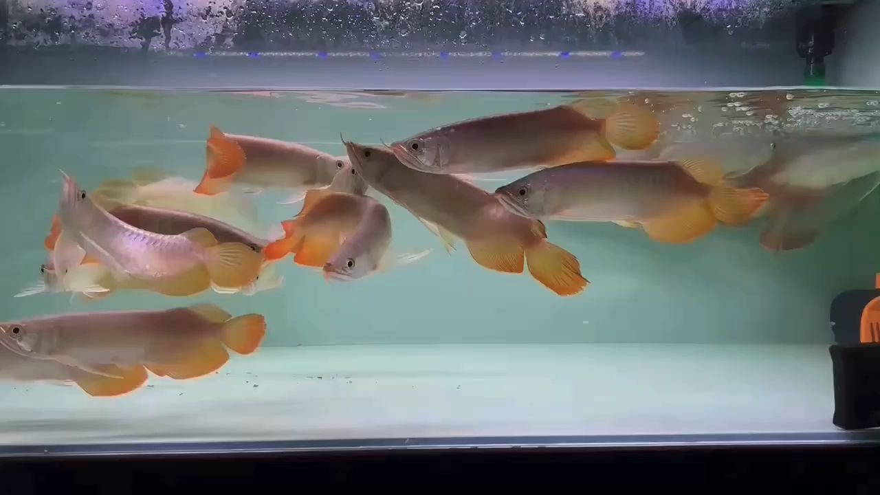 純凈品質，品牌特供版， 更高性價比的印尼小紅龍：印尼小紅龍是印尼的特有品種 純凈品質，品牌特供版， 更高性價比的印尼小紅龍：印尼小紅龍是印尼的特有品種 印尼小紅龍