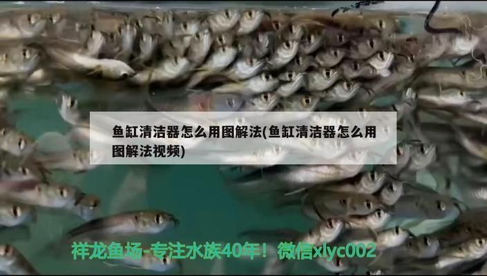 龍魚缸鋪沙，龍魚缸鋪沙步驟與技巧
