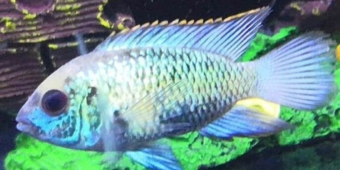翡翠鳳凰魚：翡翠鳳凰魚的飼養 翡翠鳳凰魚：翡翠鳳凰魚的飼養 翡翠鳳凰魚