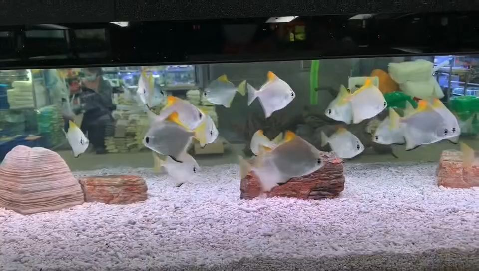 黃鰭鯧苗。紅眼，黑眼戰船苗，鉛筆苗，黃鰭鯧苗，銀龍...：黃鰭鯧苗在養殖過程中表現出較高的適應性和生長潛力 黃鰭鯧苗。紅眼，黑眼戰船苗，鉛筆苗，黃鰭鯧苗，銀龍...：黃鰭鯧苗在養殖過程中表現出較高的適應性和生長潛力 招財戰船魚