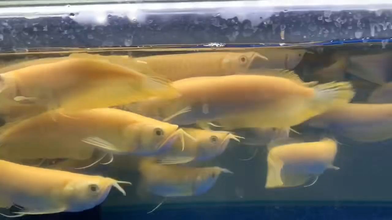 18-20cm白子銀龍魚批發(fā)：-20cm白子銀龍魚批發(fā) 18-20cm白子銀龍魚批發(fā)：-20cm白子銀龍魚批發(fā) 紅化白子銀龍