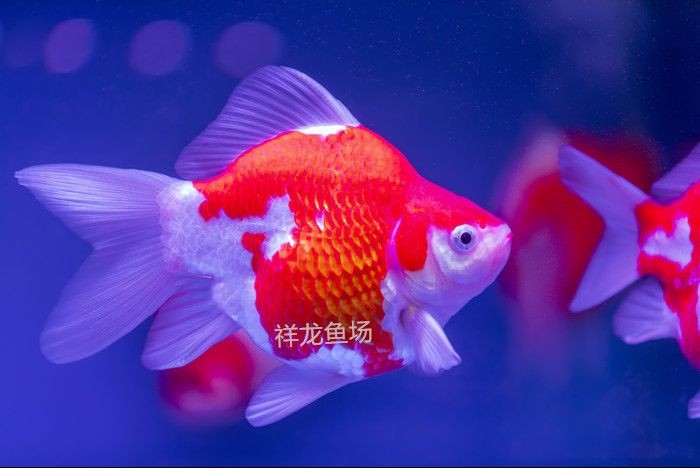 精品大日玉鯖：“精品大日玉鯖”在國際市場上的貿易情況及所面臨的挑戰