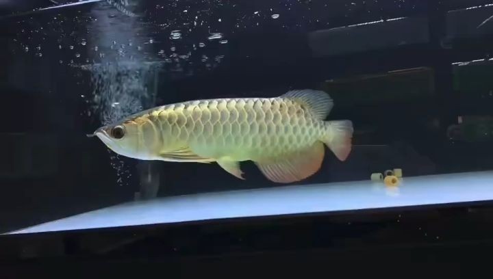 過背金龍魚20250718：2025年7月18日過背金龍魚 過背金龍魚20250718：2025年7月18日過背金龍魚 過背金龍魚