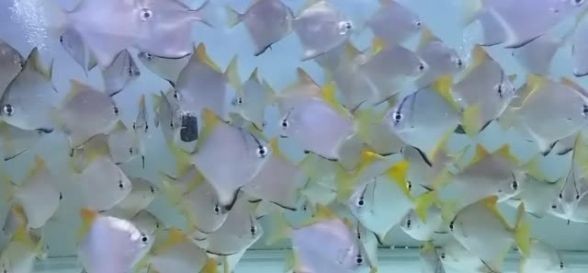 [2025]黃鰭鯧魚觀賞指南：魅力四溢的熱帶魚新星，2025黃鰭鯧魚觀賞指南，熱帶魚新星的魅力解碼 [2025]黃鰭鯧魚觀賞指南：魅力四溢的熱帶魚新星，2025黃鰭鯧魚觀賞指南，熱帶魚新星的魅力解碼 龍魚論壇