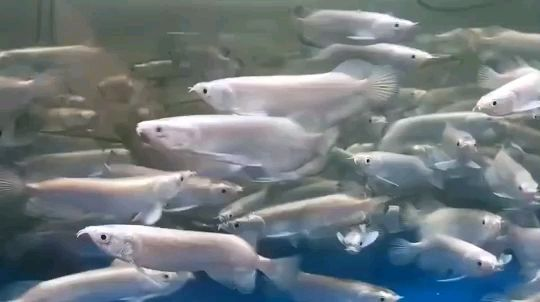 星點龍魚很便宜：寶寶輔食—星點龍魚做法小貼士 星點龍魚很便宜：寶寶輔食—星點龍魚做法小貼士 星點金龍魚