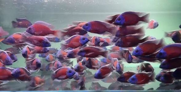 飼料 紅面財神魚:吉祥富貴的象征,水族箱中的紅色魅力之星 紅面財神魚 紅面財神魚:吉祥富貴的象征,水族箱中的紅色魅力之星 紅面財神魚:吉祥富貴的象征,水族箱中的紅色魅力之星 紅面財神魚