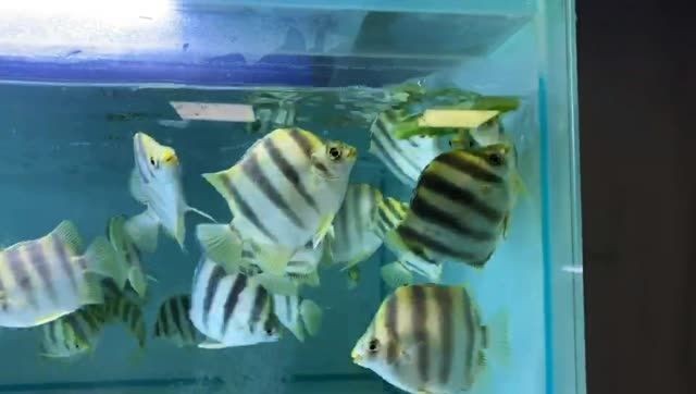 [2025]非洲金鼓魚：非洲金鼓魚是一類生活在熱帶和亞熱帶和亞熱帶珊瑚礁中的小型魚類