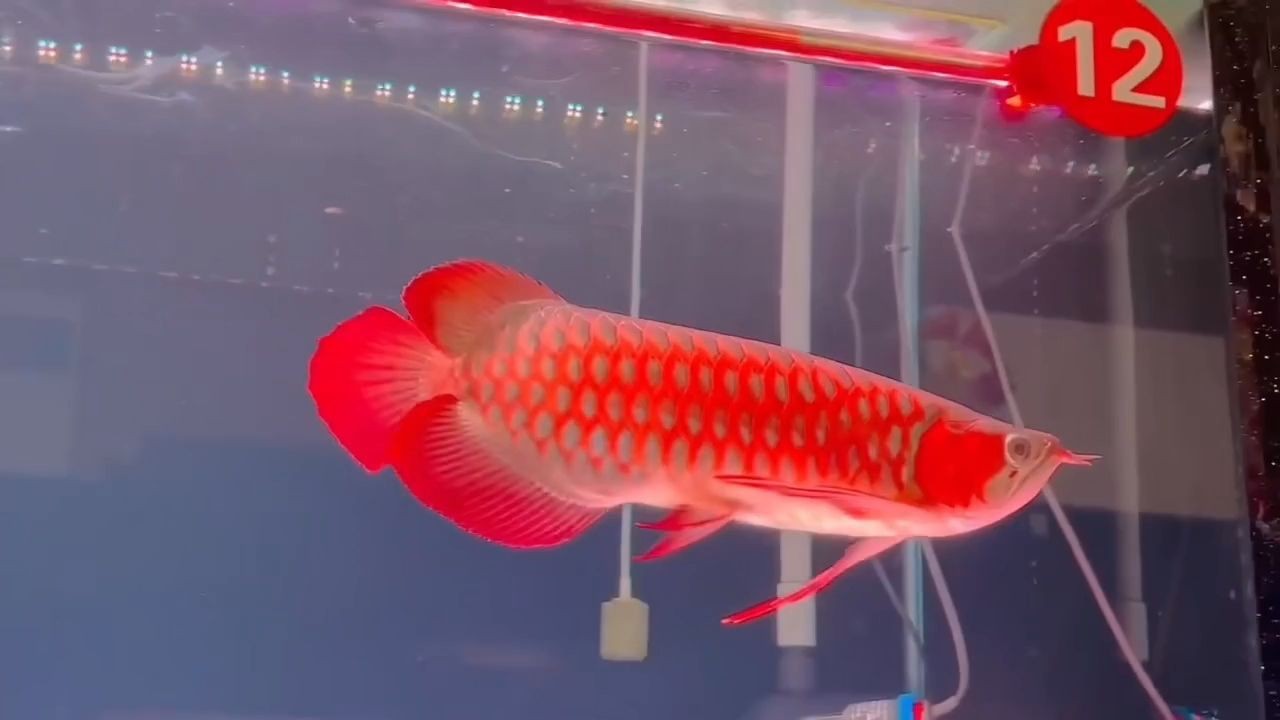 精品超血紅龍魚：精品超血紅龍魚的飼養方法和注意事項如何鑒別其真偽