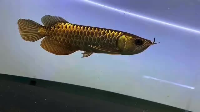 25公分古典過背金龍魚#古典過背金龍魚：25公分古典過背金龍魚 25公分古典過背金龍魚#古典過背金龍魚：25公分古典過背金龍魚 古典過背金龍魚