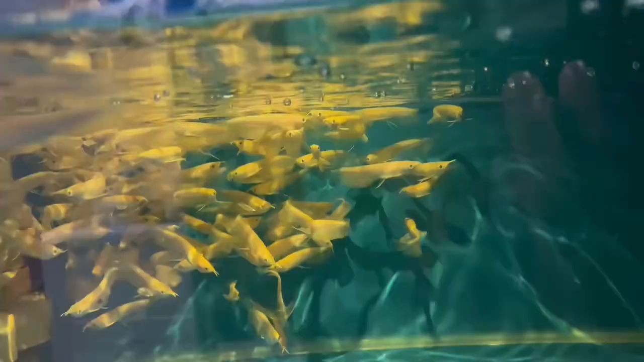 白子銀龍魚苗：白子銀龍魚苗的養殖方法 白子銀龍魚苗：白子銀龍魚苗的養殖方法 紅化白子銀龍