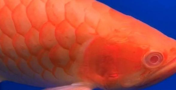 白子紅龍魚:珍稀白化之美