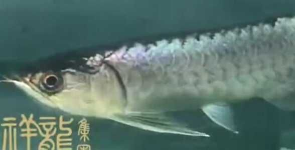 圖騰金龍魚:神秘圖騰與金龍之尊的完美融合