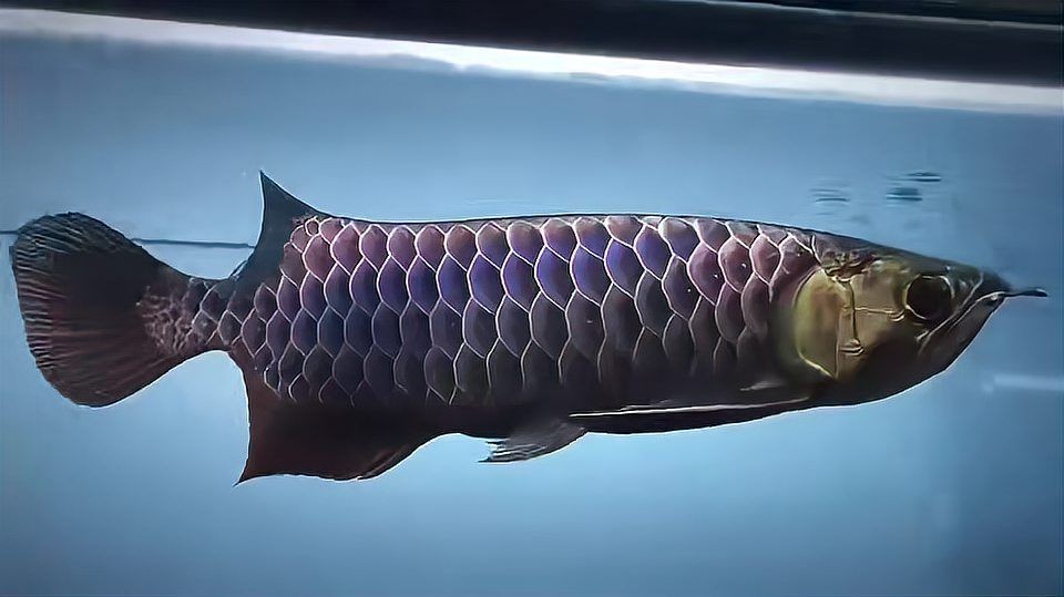 [2025]頂級古典藍(lán)底過背金龍魚：白缸中的藍(lán)色傳奇，驚艷非凡