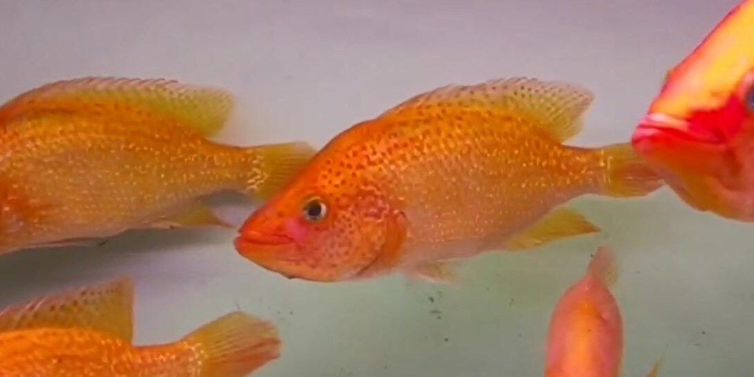 紅老虎魚：紅老虎魚是一種溫和且適應性強的觀賞魚，在水族箱中非常搶眼