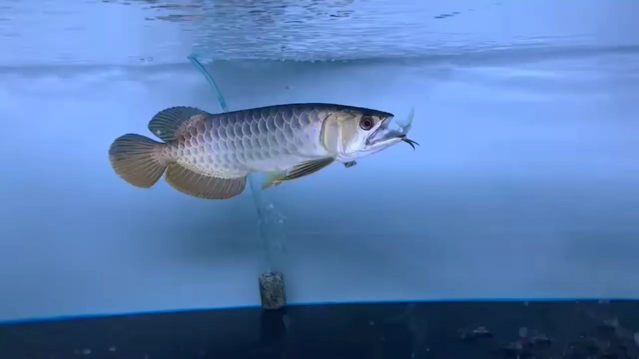 【藍珀金龍魚】祥龍魚場高端藍底過背金龍魚，祥龍魚場高端藍底過背金龍魚，祥龍魚場高端藍底金龍魚，祥龍魚場的珍稀珍品 【藍珀金龍魚】祥龍魚場高端藍底過背金龍魚，祥龍魚場高端藍底過背金龍魚，祥龍魚場高端藍底金龍魚，祥龍魚場的珍稀珍品 藍底過背金龍魚