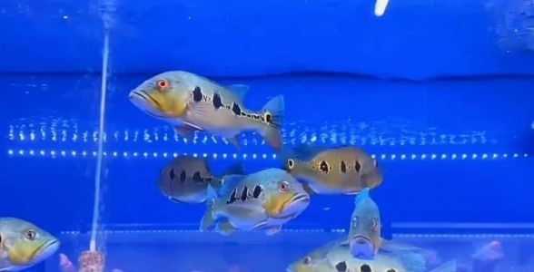 眼斑魚：神秘深海珍寶，探索其獨特魅力與養殖秘籍