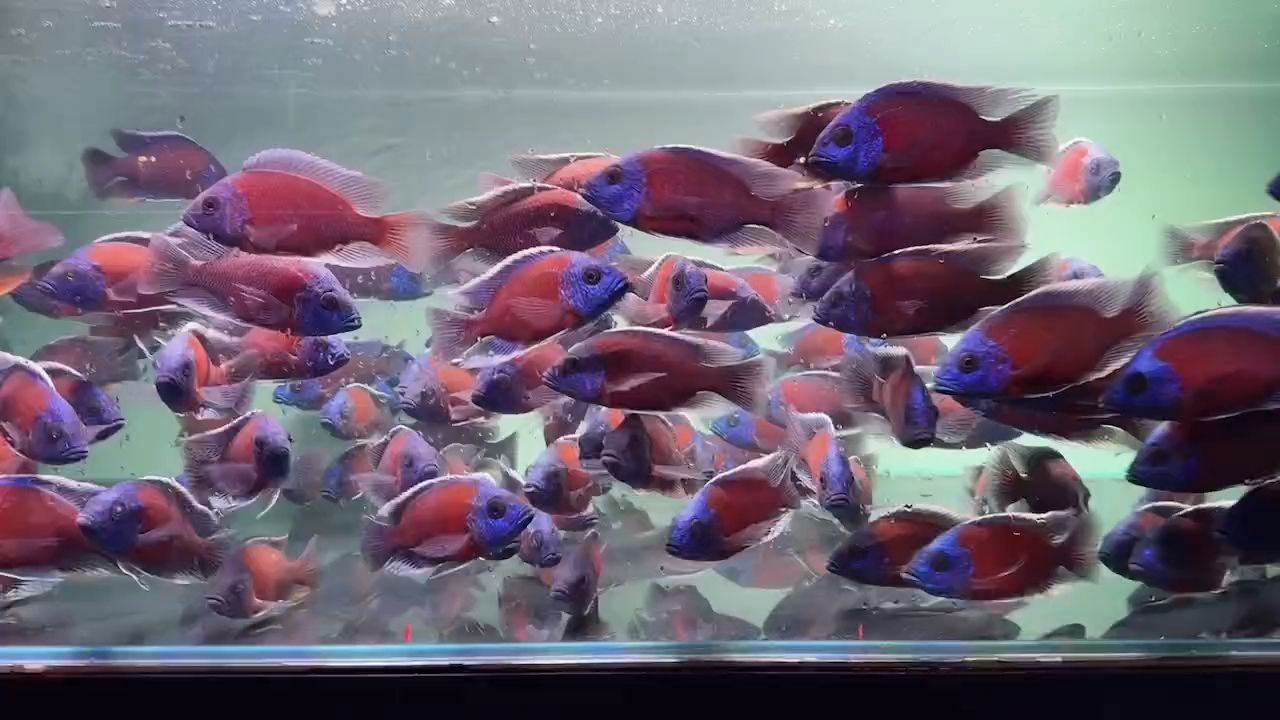 紅面財神魚 紅面財神魚 紅面財神魚