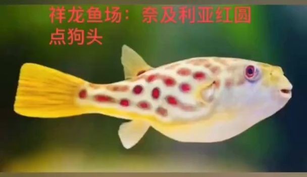 狗頭魚界的范冰冰-奈及利亞紅圓點狗頭主要是現貨：奈及利亞紅圓點為什么成為了傳奇魚種 狗頭魚界的范冰冰-奈及利亞紅圓點狗頭主要是現貨：奈及利亞紅圓點為什么成為了傳奇魚種 奈及利亞紅圓點狗頭