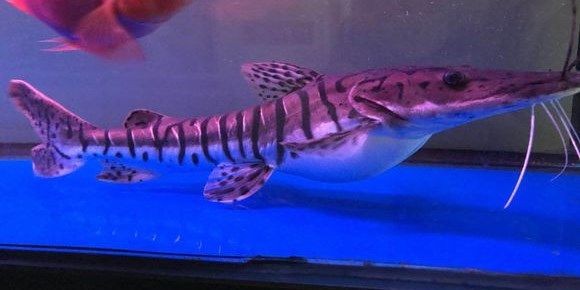 鴨嘴鯊魚：動物圖集：鴨嘴鯊魚 鴨嘴鯊魚：動物圖集：鴨嘴鯊魚 鴨嘴鯊魚