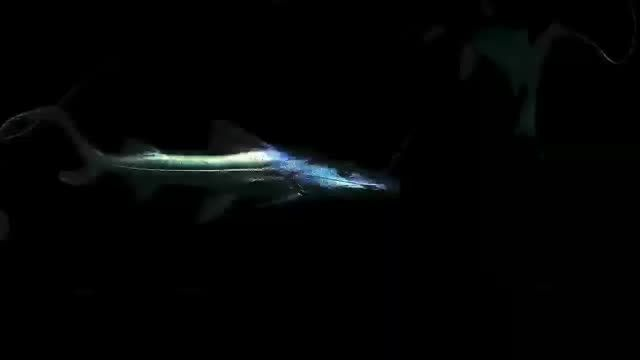 月光鴨嘴魚，黑暗宇宙中滑行的亮點：月光鴨嘴魚，黑暗宇宙中滑行的亮點，