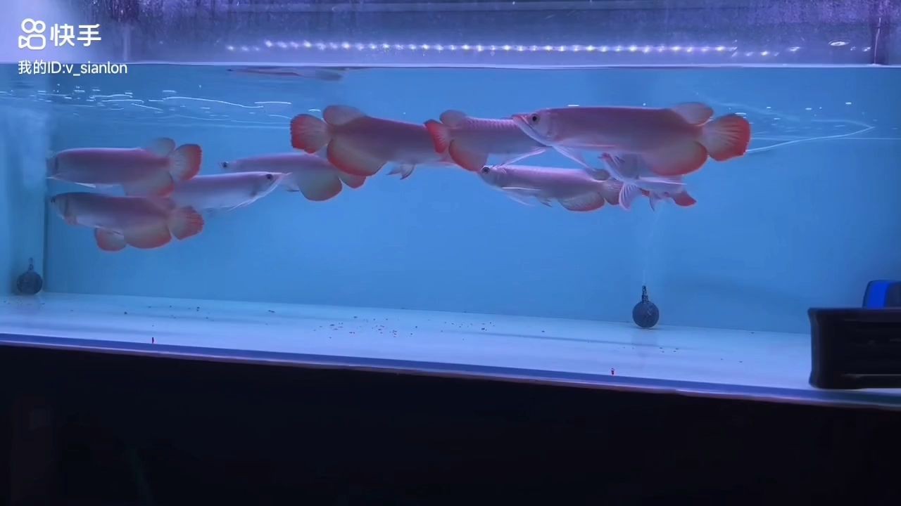 10條精品紅龍魚批發：10條精品紅龍魚，10條紅龍魚批發