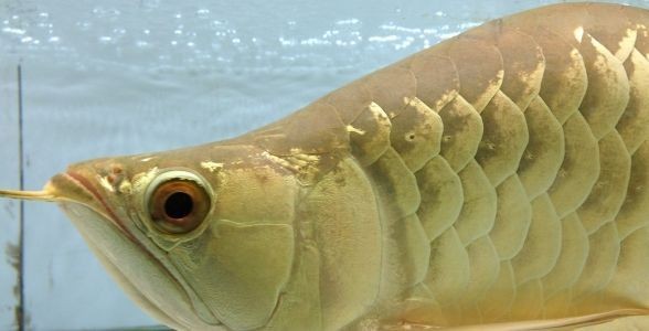 金龍福龍魚：水族界的新寵與吉祥象征 金龍福龍魚：水族界的新寵與吉祥象征 金龍福龍魚