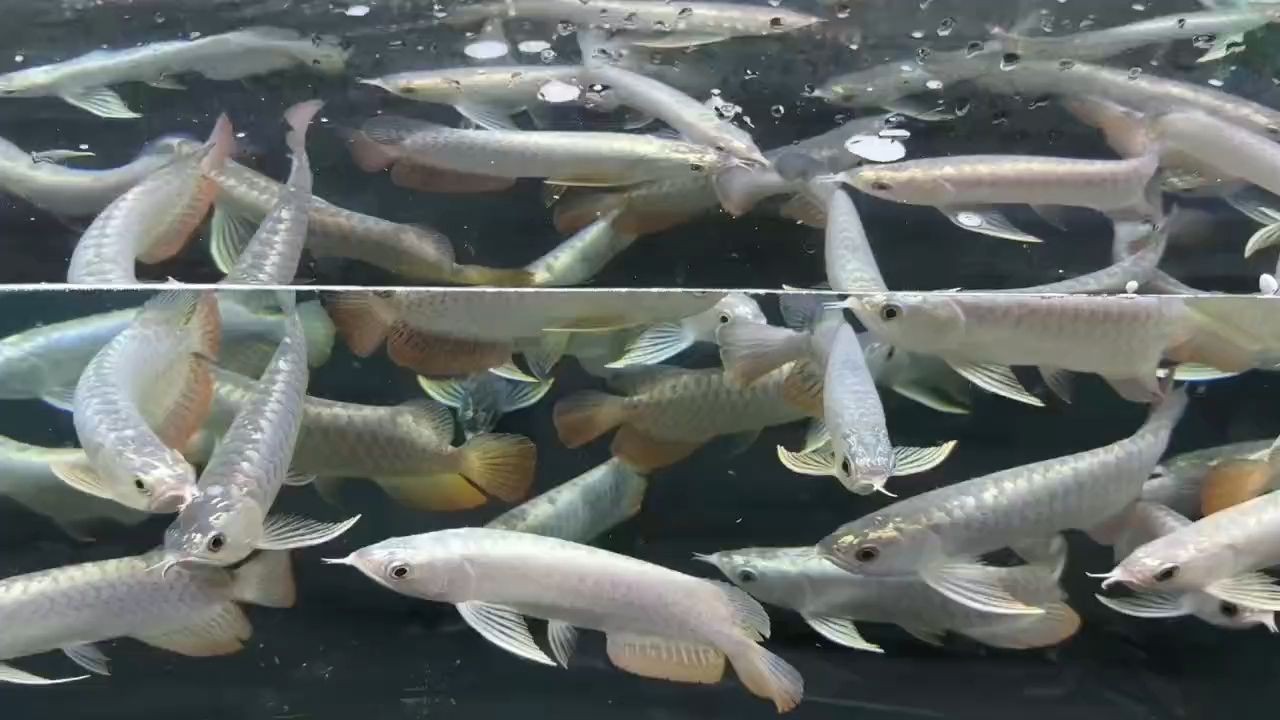2025過背金龍魚批發：2025年的過背金龍魚批發行業迎來了新的發展機遇 2025過背金龍魚批發：2025年的過背金龍魚批發行業迎來了新的發展機遇 過背金龍魚