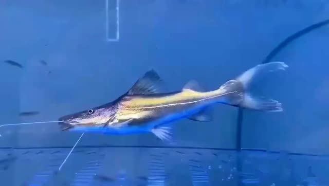 月光鴨嘴魚：探討月光鴨嘴魚的生態習性以及保護措施