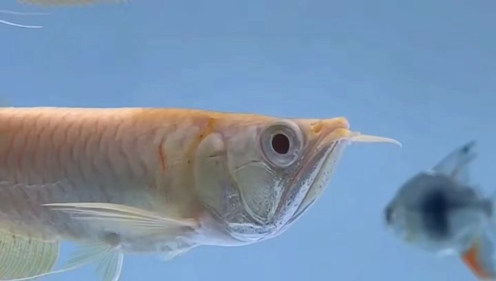 鯊魚嘴黃化銀龍魚：鯊魚嘴黃化銀龍魚是一種在亞洲水域中常見的魚類 鯊魚嘴黃化銀龍魚：鯊魚嘴黃化銀龍魚是一種在亞洲水域中常見的魚類 白子黃化銀龍魚