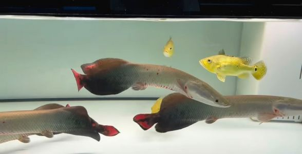魚(yú)缸用增氧泵價(jià)格是多少:魚(yú)缸增氧機(jī)-xtrac增氧機(jī)-xtrac增氧機(jī) 巨骨舌魚(yú):淡水中的龐然大物 巨骨舌魚(yú) 巨骨舌魚(yú):淡水中的龐然大物 巨骨舌魚(yú):淡水中的龐然大物 巨骨舌魚(yú)