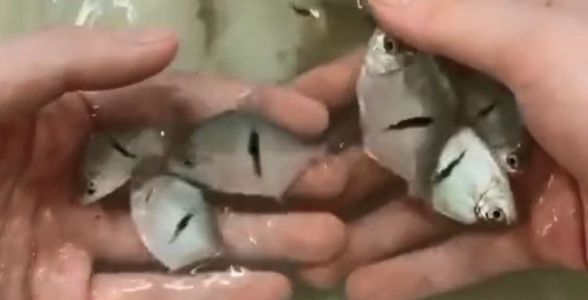 飼料 細線銀版魚:精致與典雅的完美結合,水族箱中的新星 細線銀版魚 細線銀版魚:精致與典雅的完美結合,水族箱中的新星 細線銀版魚:精致與典雅的完美結合,水族箱中的新星 細線銀版魚