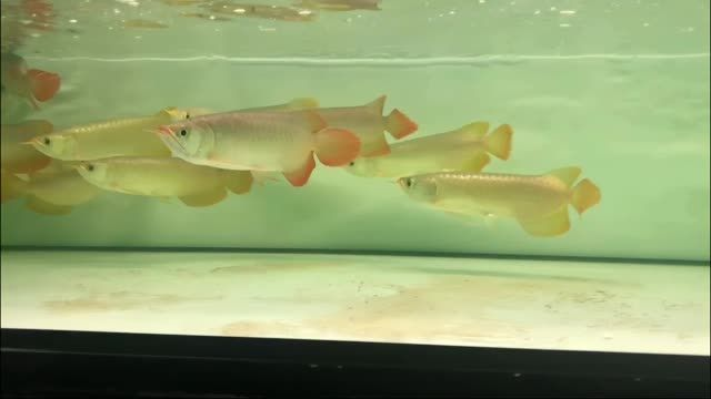 整缸走打包批發印尼小紅龍：整缸走打包批發印尼小紅龍方法 整缸走打包批發印尼小紅龍：整缸走打包批發印尼小紅龍方法 印尼小紅龍