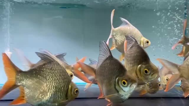元寶鯽：元寶鯽是一種淡水魚(yú)，其特點(diǎn)是體型圓潤(rùn)、色澤鮮亮、口感鮮美 元寶鯽：元寶鯽是一種淡水魚(yú)，其特點(diǎn)是體型圓潤(rùn)、色澤鮮亮、口感鮮美 元寶鯽