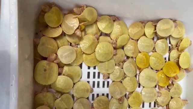 白化巴西龜：白化巴西龜價格是多少 白化巴西龜：白化巴西龜價格是多少 白化巴西龜（白巴）