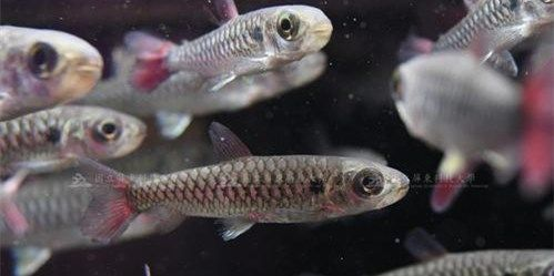 紅尾平克魚：紅尾平克魚學名為pterygotusfulvus 紅尾平克魚：紅尾平克魚學名為pterygotusfulvus 紅尾平克魚