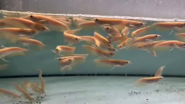 黃化銀龍苗養大好賺錢：如何高效地養殖黃化銀龍苗以實現良好的經濟收益 黃化銀龍苗養大好賺錢：如何高效地養殖黃化銀龍苗以實現良好的經濟收益 養殖場魚苗批發