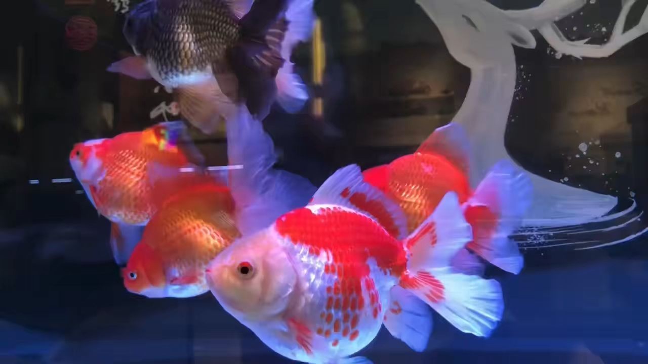 2025玉鯖魚：2025年是玉鯖魚的豐收年，養殖戶注意水質管理和疾病預防