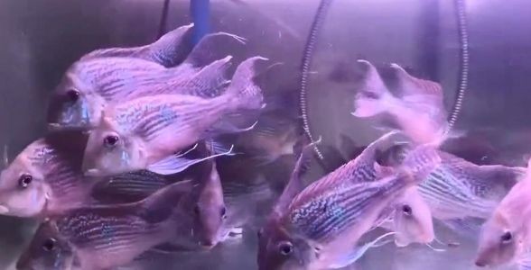斯維尼關刀魚：熱帶魚中的優雅舞者，水族箱中的璀璨明星 斯維尼關刀魚：熱帶魚中的優雅舞者，水族箱中的璀璨明星 斯維尼關刀魚