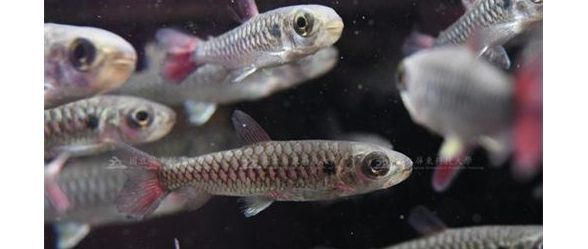 紅尾平克魚：熱帶魚中的瑰寶，養(yǎng)殖與鑒賞全攻略 紅尾平克魚：熱帶魚中的瑰寶，養(yǎng)殖與鑒賞全攻略 紅尾平克魚