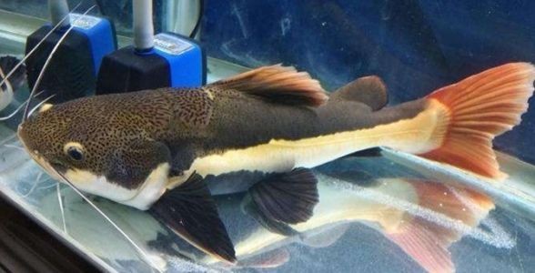 [2025]狗仔招財(cái)貓魚：獨(dú)特魅力與飼養(yǎng)秘籍全解析
