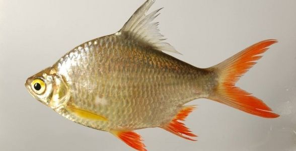 飼料 雙線側魚:水族箱中的優雅舞者,探尋其獨特魅力 雙線側魚 雙線側魚:水族箱中的優雅舞者,探尋其獨特魅力 雙線側魚:水族箱中的優雅舞者,探尋其獨特魅力 雙線側魚