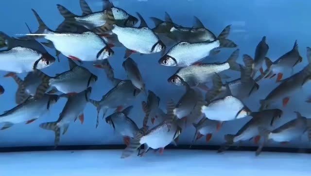 2025直紋飛鳳魚：直紋飛鳳魚 2025直紋飛鳳魚：直紋飛鳳魚 飛鳳魚