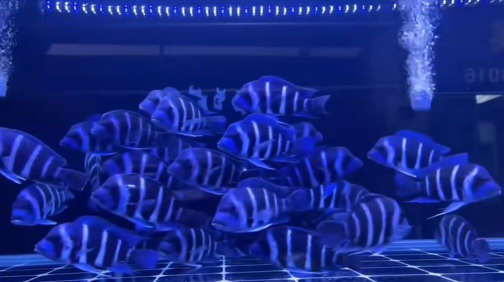 野生薩伊藍魚：野生薩伊藍魚生長特性、繁殖行為以及其在不同生態環境中的生存策略