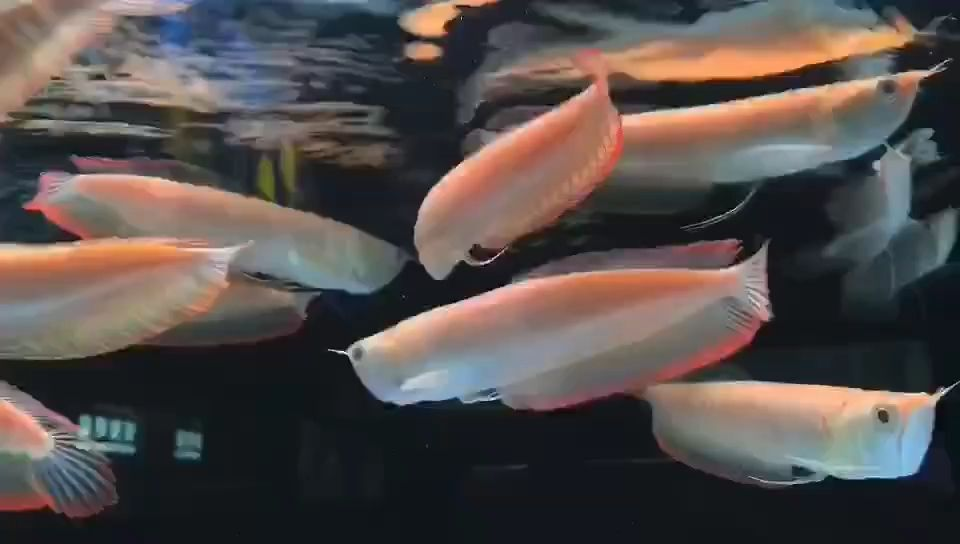 祥龍魚場黃化白子銀龍：祥龍魚場黃化白子銀龍的養(yǎng)殖技術、飼養(yǎng)管理以及繁殖方法 祥龍魚場黃化白子銀龍：祥龍魚場黃化白子銀龍的養(yǎng)殖技術、飼養(yǎng)管理以及繁殖方法 白子黃化銀龍魚