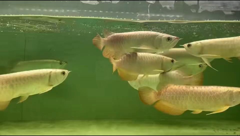 金頭過(guò)背藍(lán)底過(guò)背金龍魚(yú)都有：中國(guó)金頭過(guò)背藍(lán)底過(guò)背金龍魚(yú)的飼養(yǎng)和養(yǎng)護(hù)基本知識(shí) 金頭過(guò)背藍(lán)底過(guò)背金龍魚(yú)都有：中國(guó)金頭過(guò)背藍(lán)底過(guò)背金龍魚(yú)的飼養(yǎng)和養(yǎng)護(hù)基本知識(shí) 金頭過(guò)背金龍魚(yú)