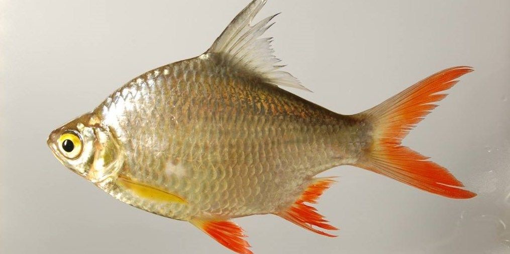 雙線側魚：雙線側魚是一種在淡水河流中常見的水生動物 雙線側魚：雙線側魚是一種在淡水河流中常見的水生動物 雙線側魚