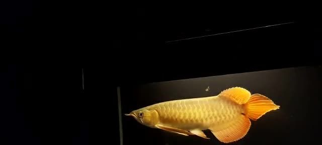 七鰭超大的大湖紅龍魚：七鰭超大的大湖紅龍魚你見過嗎？ 七鰭超大的大湖紅龍魚：七鰭超大的大湖紅龍魚你見過嗎？ 大湖紅龍魚